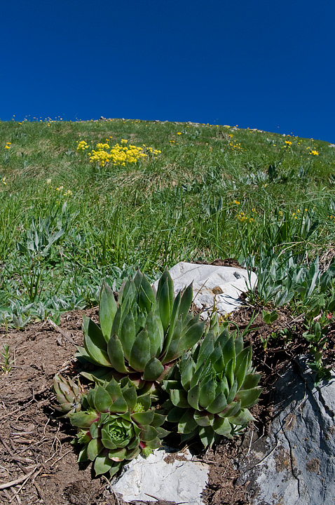 Sempervivum tectorum???